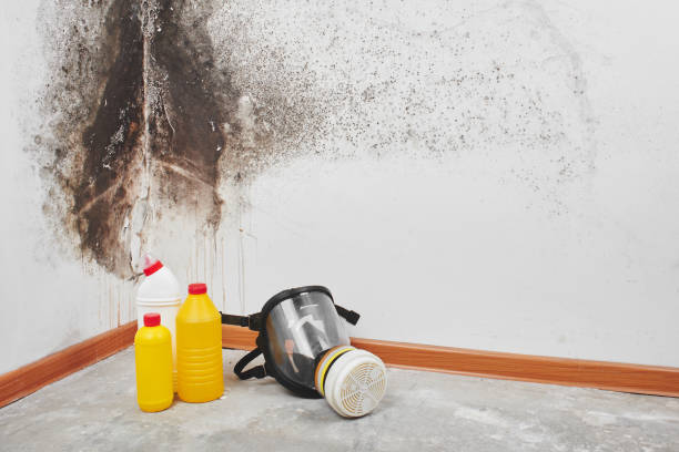Trusted North Terre Haute, IN Mold Removal Experts
