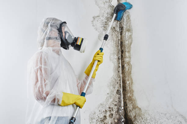 Best Toxic Mold Removal  in North Terre Haute, IN