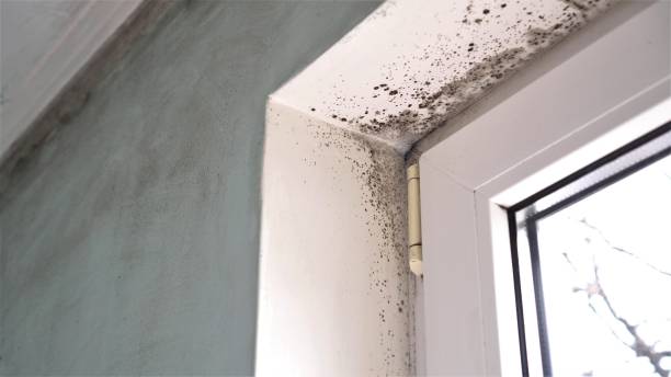 Best Emergency Mold Removal  in North Terre Haute, IN
