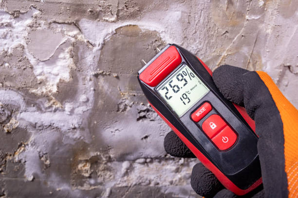 Best Commercial Mold Removal  in North Terre Haute, IN