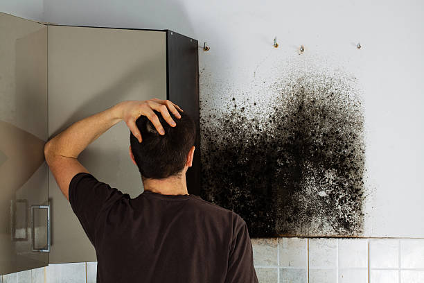 Best Residential Mold Removal  in North Terre Haute, IN